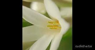 augmented_Polianthes tuberosa flower8_rotated_90.jpeg